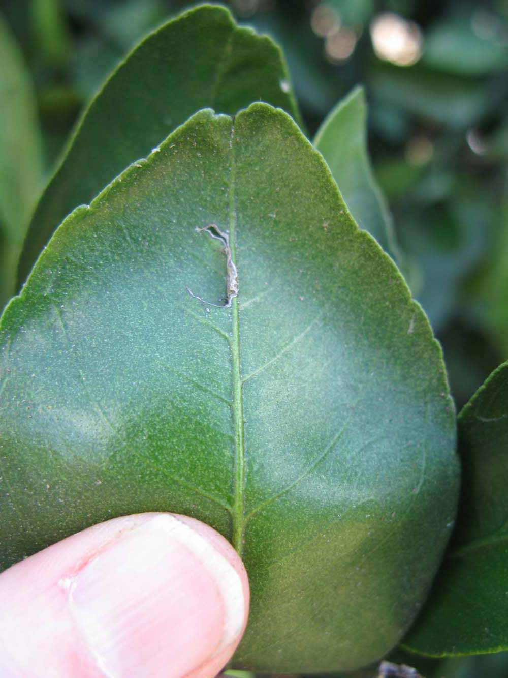              Margin (Winter Haven, FL)       